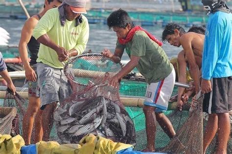 The Fisherman's Bounty: A Vivid Exploration of Filipino Life and a Triumphant Celebration of Seafood!